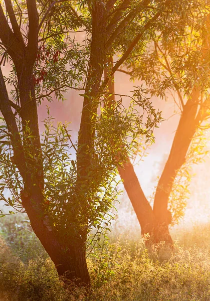 Güneşin doğuşunda sisli bir tarladaki ağaçların detayları