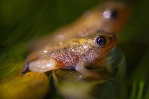 Yavru kahverengi kurbağalar göldeki yaprağın üzerinde oturuyorlar.