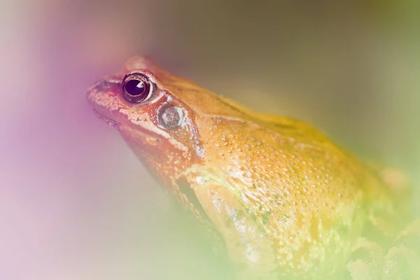 Kahverengi bir kurbağanın detayları