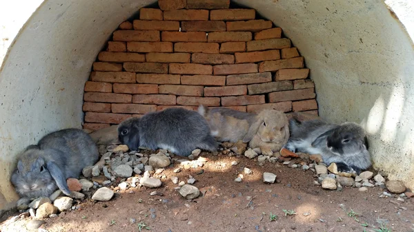 Coelhinhos descansando no túnel — Fotografia de Stock