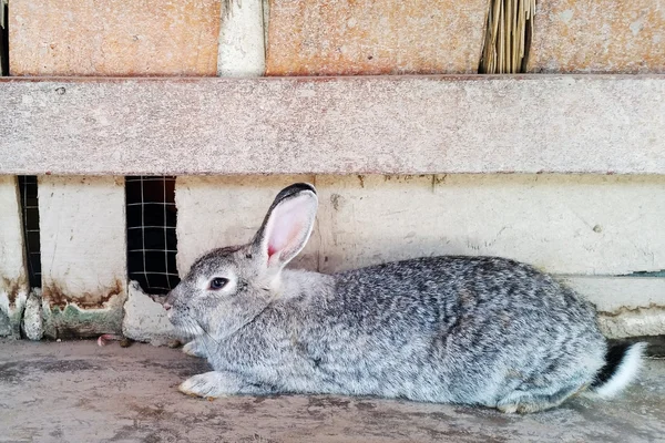 Rabbit sitting close to the wall — Stock Photo, Image