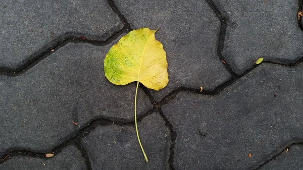 Fallen pho leaf on the floor — Stock Photo, Image