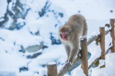 Kar maymun Jigokudani Onsen Nagano, Japonya, ahşap çit