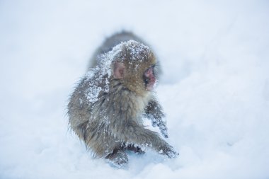 Snowmonkey, kar maymun Nagano, J Jigokudani Onsen, karda