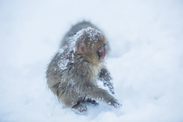 Snowmonkey, kar maymun Nagano, J Jigokudani Onsen, karda