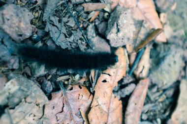 Yaprakları yere yünlü tırtıl