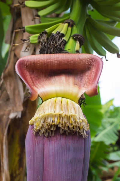 Muz önümüzdeki çiçek