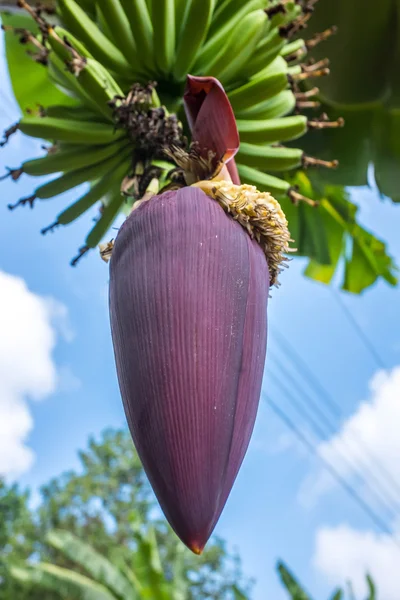 Muz önümüzdeki çiçek