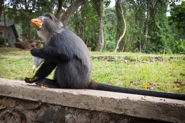 Mavi maymun bir kek yiyor