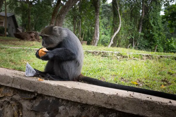 Mavi maymun bir kek yiyor