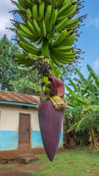 Muz önümüzdeki çiçek