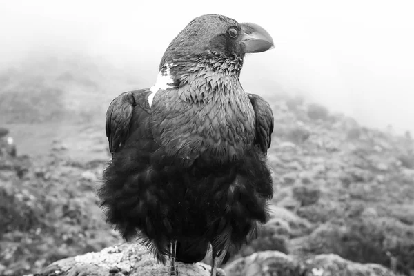 Beyaz yakalı kuzgun