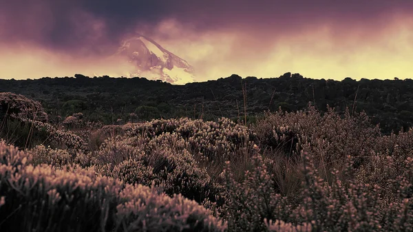 Kilimanjaro üstten görünüm kar