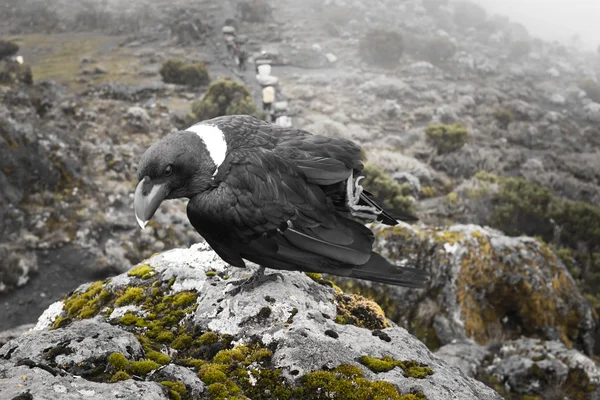 Beyaz yakalı kuzgun buzlu