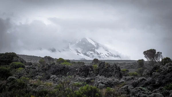 Kilimandzsáró felülnézet hó — Stock Fotó