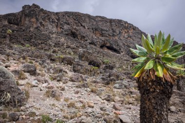 Kilimanjaro Üstten Görünüm