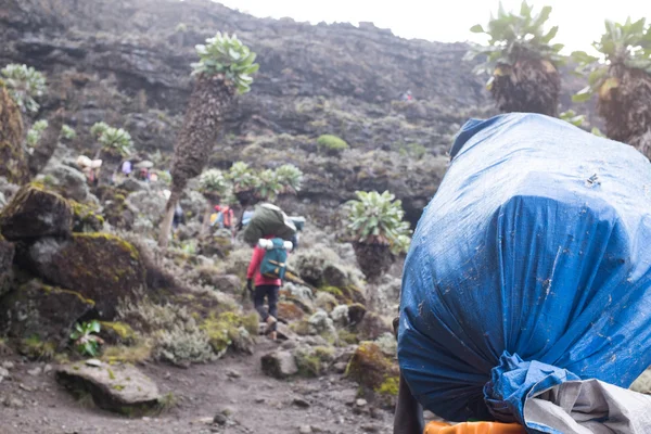 Hamallar Kilimanjaro giderken başları üzerinde çuval ile