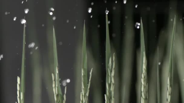 Дождь на рис — стоковое видео