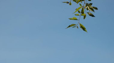 Mavi gökyüzüne karşı yapraklar