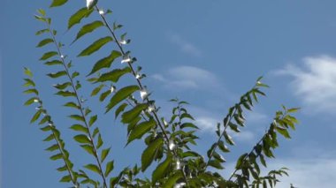 Rüzgarda sallanan yapraklar mavi gökyüzüne karşı