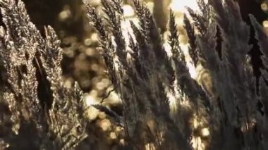 Günün sonunda bir tarla ve yazın son anları.