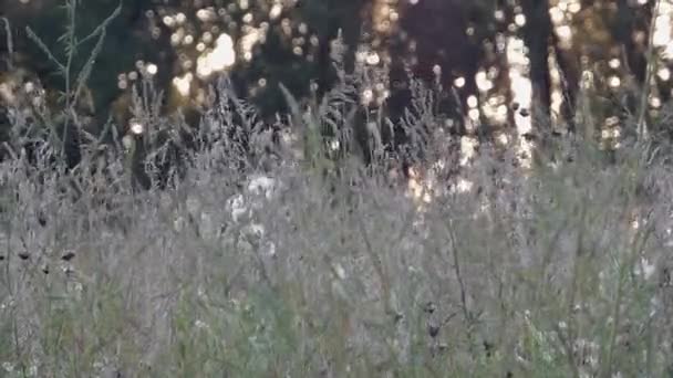 Een Veld Aan Het Einde Van Dag Laatste Momenten Van — Stockvideo