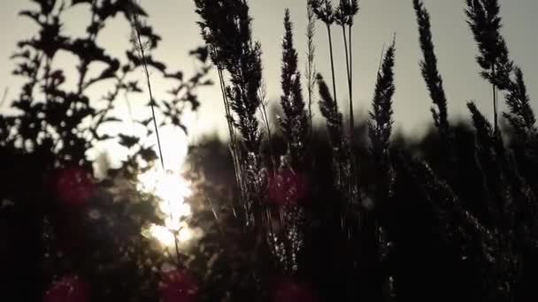 Campo Final Dia Últimos Momentos Verão — Vídeo de Stock