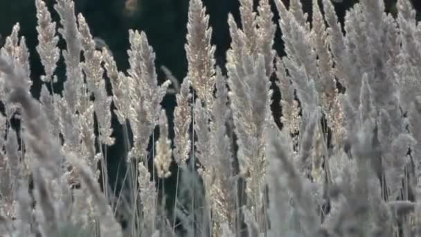 Campo Fine Giornata Gli Ultimi Momenti Dell Estate — Video Stock