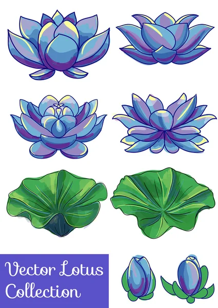 blue lotus drawing