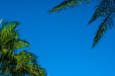 Mavi gökyüzü ve palmiye yaprakları doğal tropikal arka plan, Mısır, emp