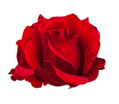 Beyaz üzerine izole kırmızı gül çiçeği 