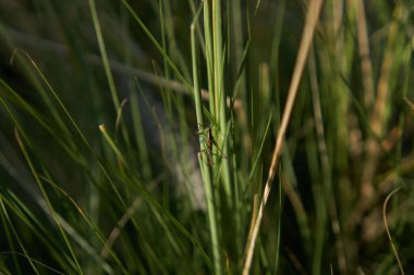 Çimlere tünemiş yeşil cırcır böceği