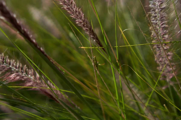 Green Cricket Perched Grass — Stock Photo, Image