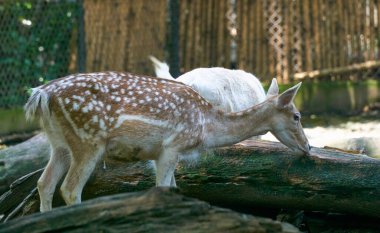 Hayvanat bahçesindeki geyik resmi