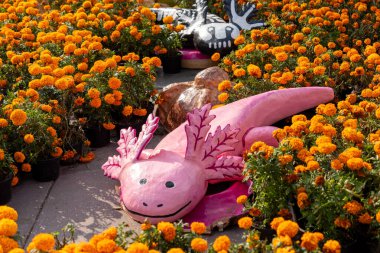 Meksikalı axolotl heykeli portakal çiçekleriyle dolu bir tarlada duruyor. Heykel gülümsüyor. Meksika Ölüler Günü geleneği, adaklar, yemek, renkler, dekorasyonlar ve papel picado, La Catrina.
