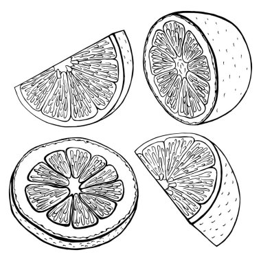 Vektör çizimi. Meyve dilimi. El çizimi.