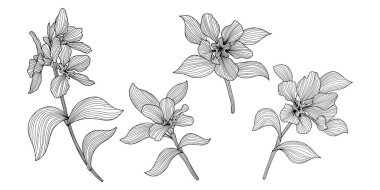 Beyaz yapraklar ve çiçekler. El çizimi vektör çizimi. Soyut derleme