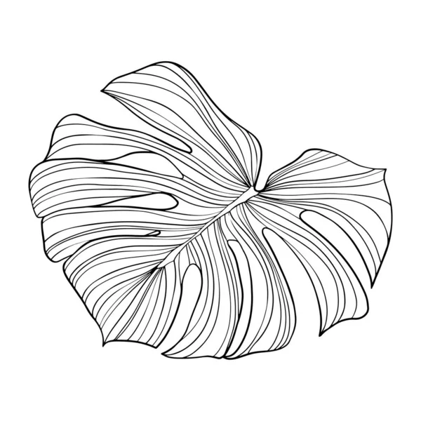 Tropický List Ručně Kreslená Vektorová Ilustrace Izolovaná Bílé — Stockový vektor