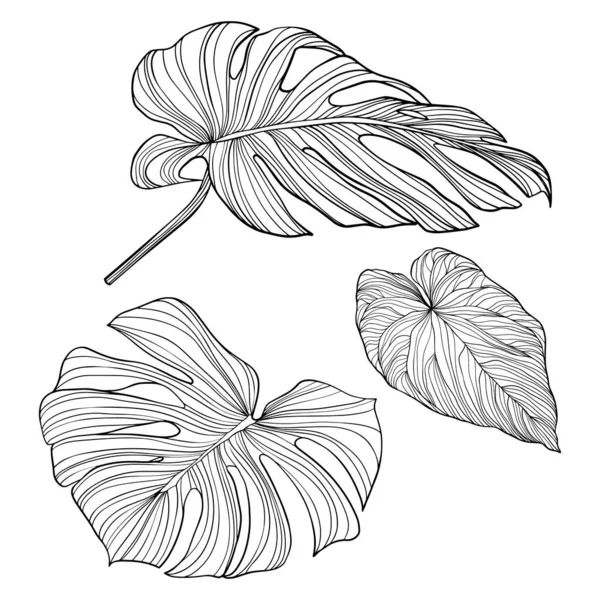 Feuilles Tropicales Isolées Sur Blanc Illustration Vectorielle Dessinée Main — Image vectorielle