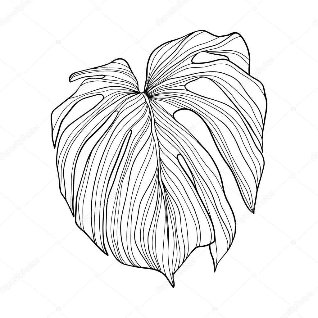 Tropical leaf. Hand drawn vector illustration isolated on white