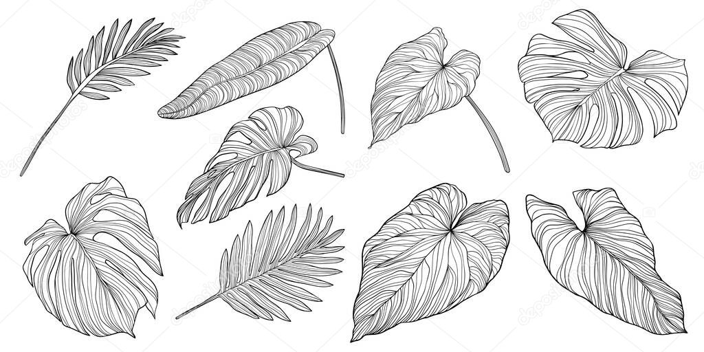Tropical leaves isolated on white. Hand drawn vector illustration