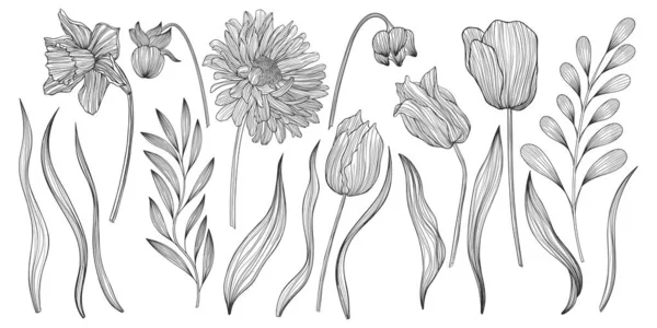 花や葉のイラスト 線画だ Eps — ストックベクタ