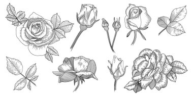 Gül çiçeği ana hat vektörü. El çizimi set