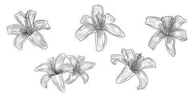 Lily çiçekleri beyazın üzerinde izole edilmiş. El çizimi vektör illüstrasyonu