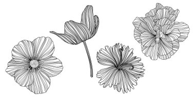 Çekimser çiçeklerin tasviri. Çizgi vektör sanatı. Bölüm 10