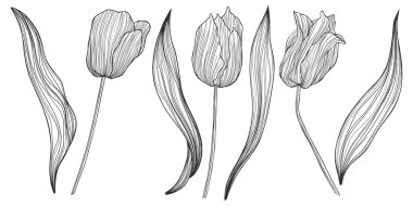 Çiçek ve yaprak tasviri. Çizgi vektör sanatı. Bölüm 10