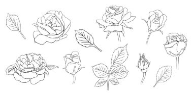 Beyaz üzerine izole güller. El çizimi vektör çizimi. Bölüm 10