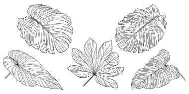 Beyazlar üzerinde yalıtılmış bırakır. Tropik yapraklar. El çizimi vektör illüstrasyonu