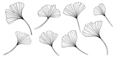 Ginkgo yaprakları beyazın üzerinde yalıtılmış. El çizimi vektör illüstrasyonu.