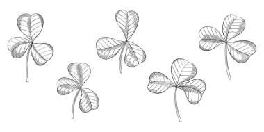 Yonca yaprakları beyazın üzerinde izole halde. El çizimi vektör çizimi. Bölüm 10